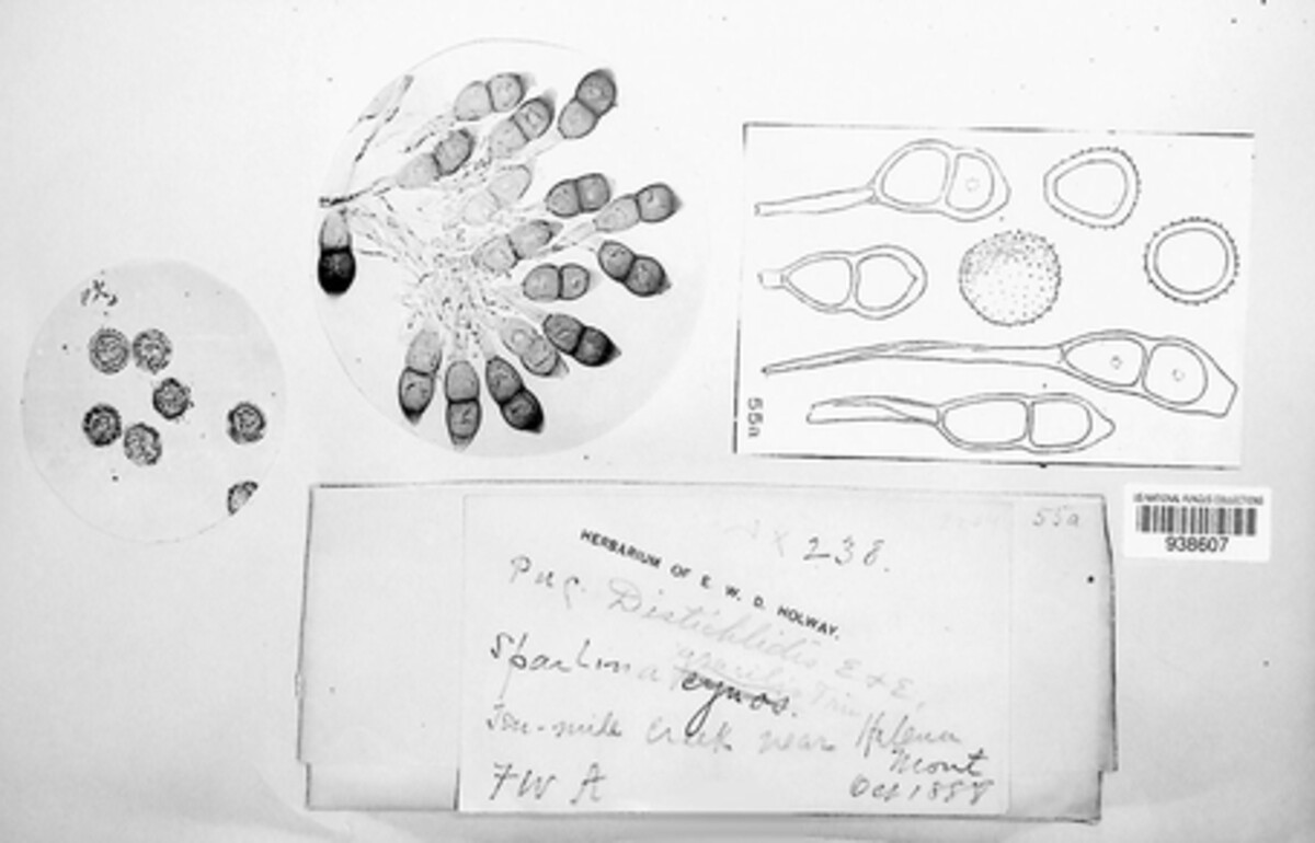 Puccinia distichlidis image